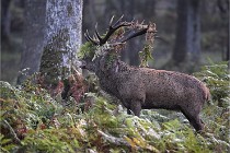 D6 Boutissaint 21-10-08 2003   Photo ACG