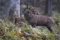 D6 Boutissaint 21-10-08 2009   Photo ACG