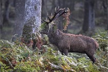 D6 Boutissaint 21-10-08 2012   Photo ACG