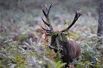 D6 Boutissaint 21-10-08 2027   Photo ACG