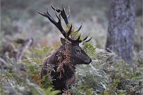 D6 Boutissaint 21-10-08 2029   Photo ACG