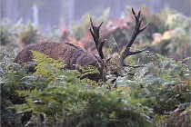 D6 Boutissaint 21-10-08 2046   Photo ACG