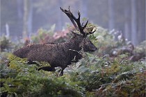 D6 Boutissaint 21-10-08 2049   Photo ACG