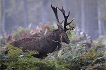 D6 Boutissaint 21-10-08 2058   Photo ACG