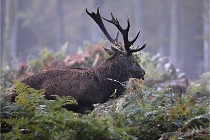 D6 Boutissaint 21-10-08 2063   Photo ACG