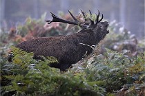 D6 Boutissaint 21-10-08 2070   Photo ACG