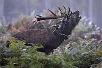 D6 Boutissaint 21-10-08 2073   Photo ACG