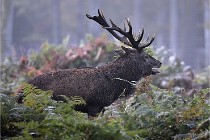 D6 Boutissaint 21-10-08 2075   Photo ACG