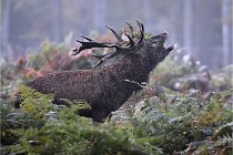 D6 Boutissaint 21-10-08 2079   Photo ACG