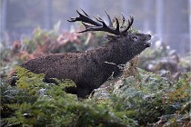 D6 Boutissaint 21-10-08 2085   Photo ACG