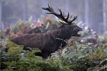 D6 Boutissaint 21-10-08 2091   Photo ACG