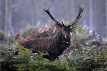 D6 Boutissaint 21-10-08 2097   Photo ACG