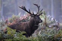 D6 Boutissaint 21-10-08 2101   Photo ACG