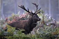 D6 Boutissaint 21-10-08 2102   Photo ACG