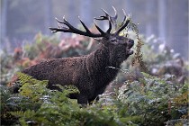 D6 Boutissaint 21-10-08 2105   Photo ACG