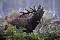 D6 Boutissaint 21-10-08 2107   Photo ACG