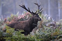 D6 Boutissaint 21-10-08 2110   Photo ACG