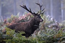 D6 Boutissaint 21-10-08 2112   Photo ACG