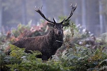 D6 Boutissaint 21-10-08 2114   Photo ACG