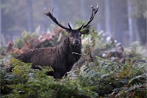 D6 Boutissaint 21-10-08 2120   Photo ACG