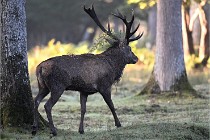 D6 Boutissaint 21-10-08 2144   Photo ACG