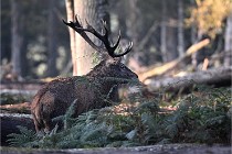 D6 Boutissaint 21-10-08 2172   Photo ACG