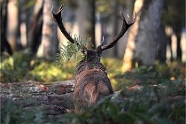 D6 Boutissaint 21-10-08 2178   Photo ACG