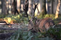 D6 Boutissaint 21-10-08 2183   Photo ACG