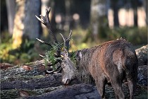 D6 Boutissaint 21-10-08 2198   Photo ACG