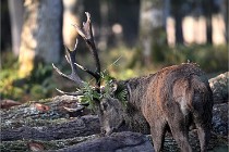 D6 Boutissaint 21-10-08 2200   Photo ACG