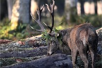 D6 Boutissaint 21-10-08 2214   Photo ACG