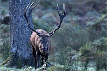 D6 Boutissaint 21-10-08 2238   Photo ACG