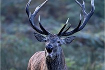 D6 Boutissaint 21-10-08 2244   Photo ACG