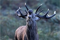 D6 Boutissaint 21-10-08 2246   Photo ACG