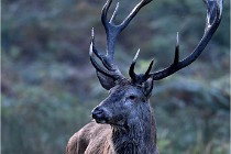 D6 Boutissaint 21-10-08 2255   Photo ACG