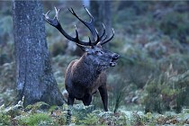 D6 Boutissaint 21-10-08 2283   Photo ACG