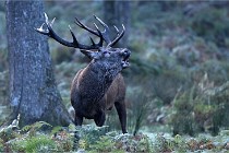 D6 Boutissaint 21-10-08 2285   Photo ACG