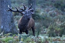 D6 Boutissaint 21-10-08 2287   Photo ACG