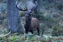 D6 Boutissaint 21-10-08 2290   Photo ACG