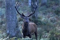 D6 Boutissaint 21-10-08 2293   Photo ACG