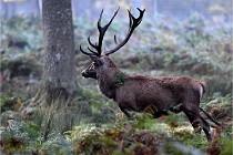 D6 Boutissaint 21-10-08 2342   Photo ACG