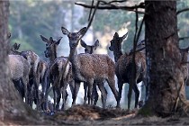 D6 Boutissaint 21-10-08 2402   Photo ACG