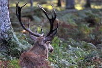 D6 Boutissaint 21-10-08 2435   Photo ACG