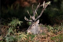 D6 Boutissaint 21-10-08 2487   Photo ACG