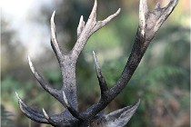 D6 Boutissaint 21-10-08 2494   Photo ACG