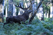 D6 Boutissaint 21-10-08 2711   Photo ACG