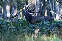 D6 Boutissaint 21-10-08 2750   Photo ACG