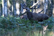 D6 Boutissaint 21-10-08 2753   Photo ACG