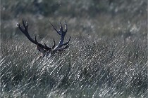 D6 Boutissaint 21-10-08 2773   Photo ACG