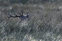 D6 Boutissaint 21-10-08 2785   Photo ACG